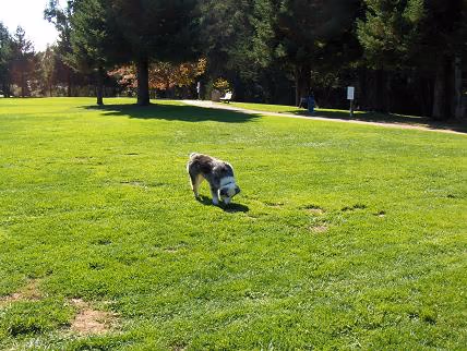 University Terrace Dog Run